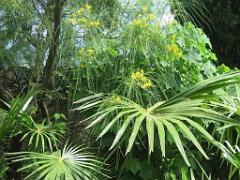 183 HYERES ET SES PALMIERS D02_000038